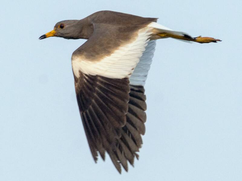 Gray-headed Lapwing, Photos 3