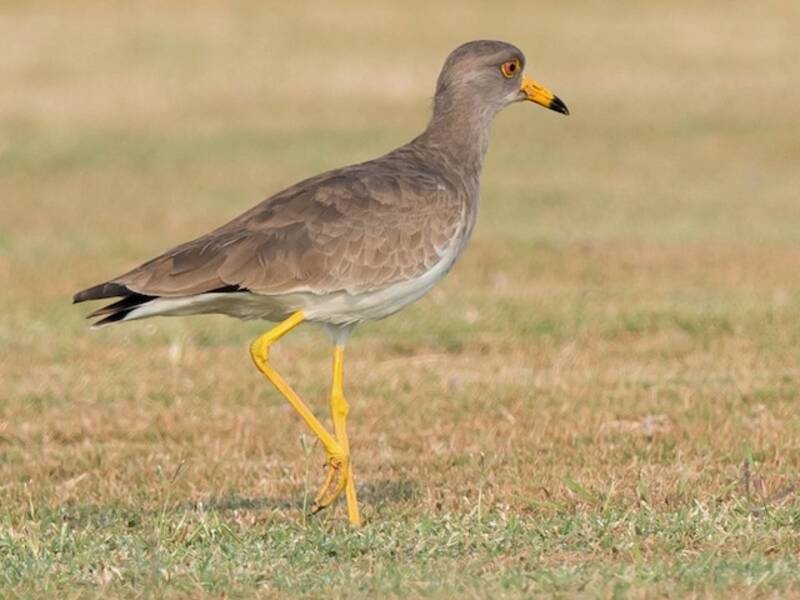 Gray-headed Lapwing, Photos 4