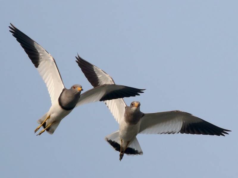 Gray-headed Lapwing