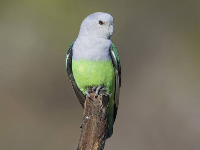 Inseparabile testagrigia, Foto 4