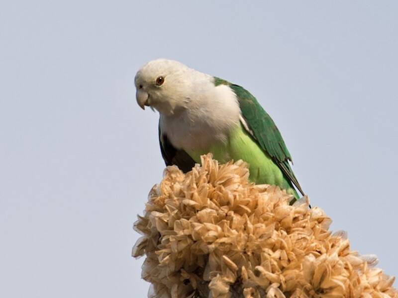 Inseparabile testagrigia, Foto 2
