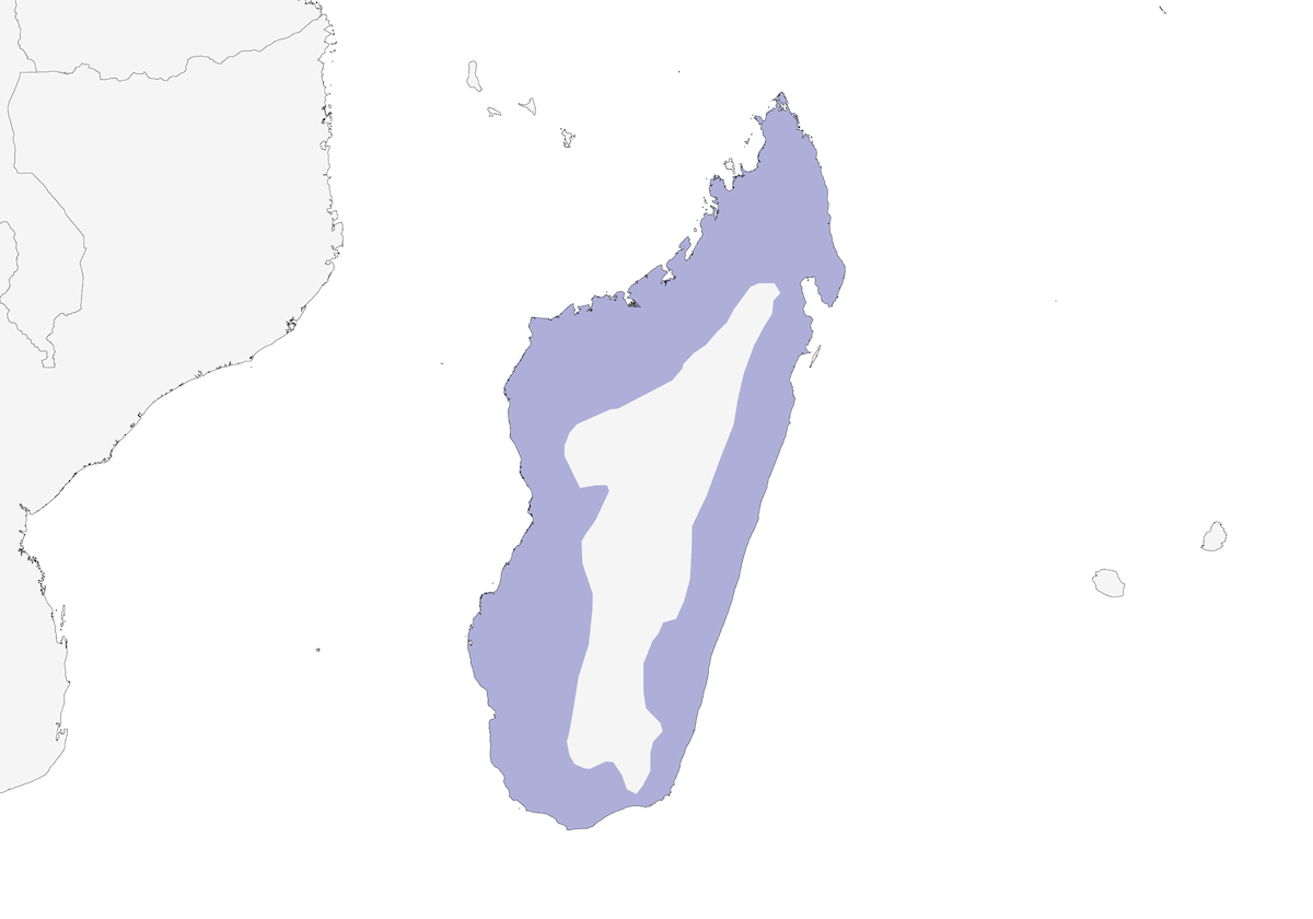 Inseparabile testagrigia, Distribuzione 1