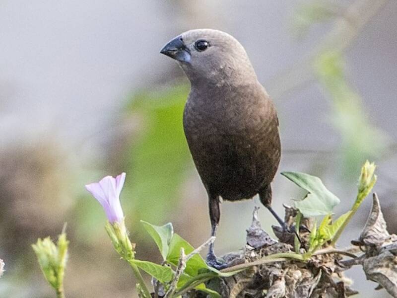Gray-headed Munia, Photos 3