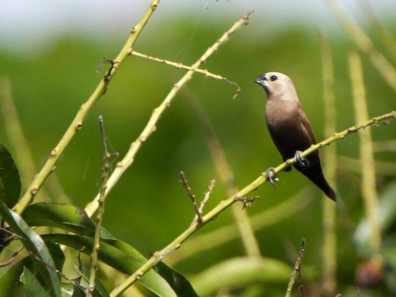 Gray-headed Munia, Photos 4