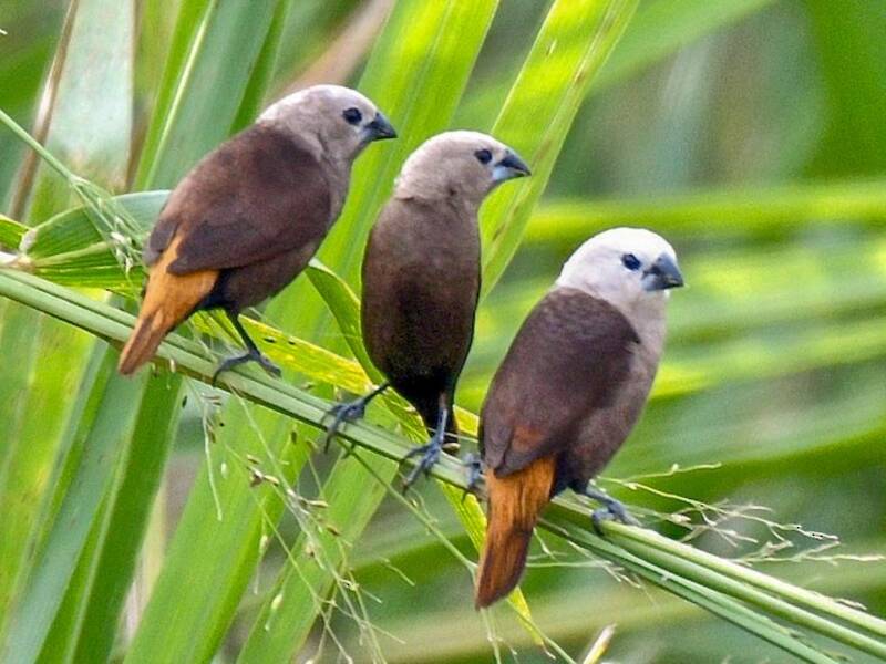Gray-headed Munia