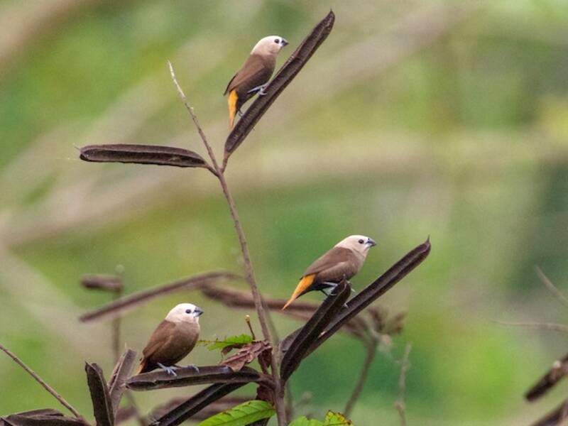 Gray-headed Munia, Photos 2