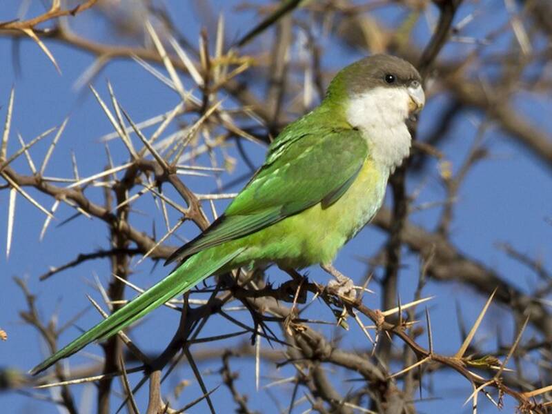 Conure de Weddell, Photos 4