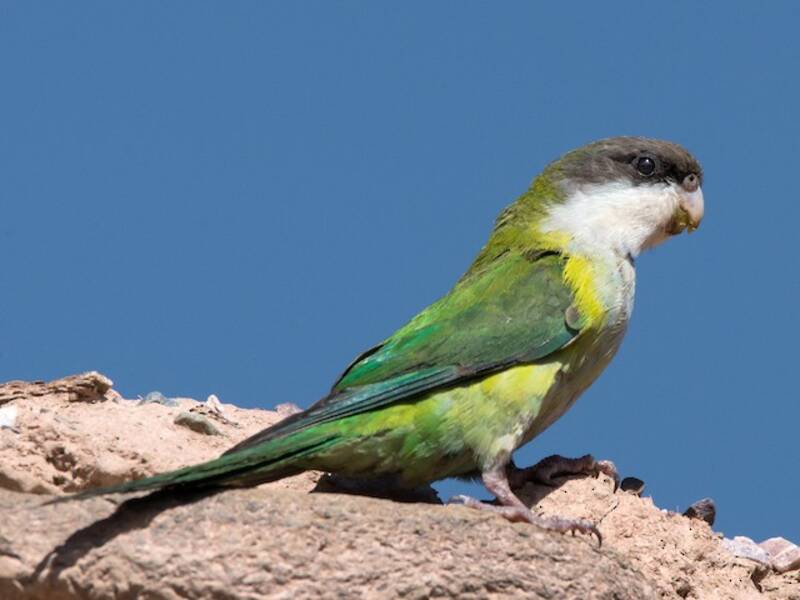 Conure de Weddell, Photos 3
