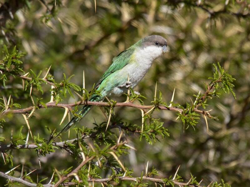 Conure de Weddell, Photos 2