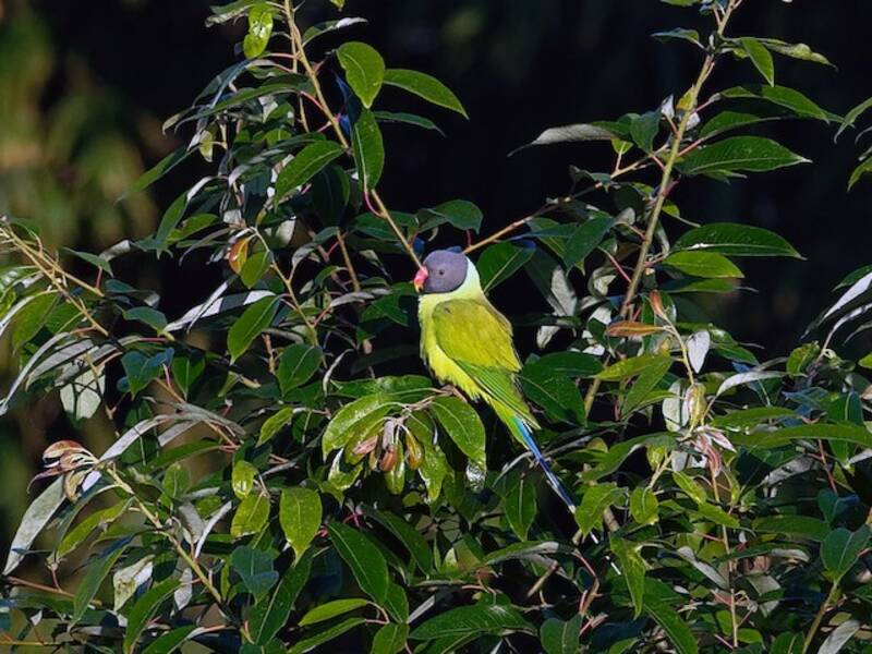 Gray-headed Parakeet, Photos 2