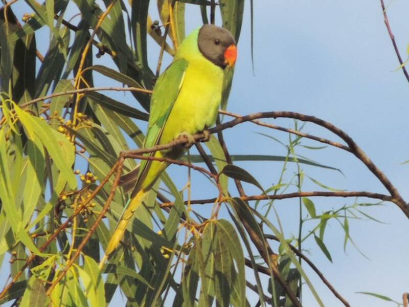Gray-headed Parakeet, Photos 4