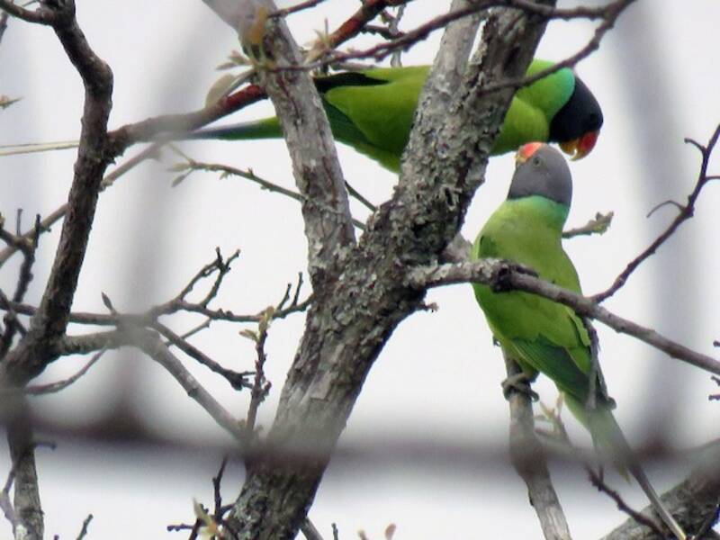 Gray-headed Parakeet, Photos 3