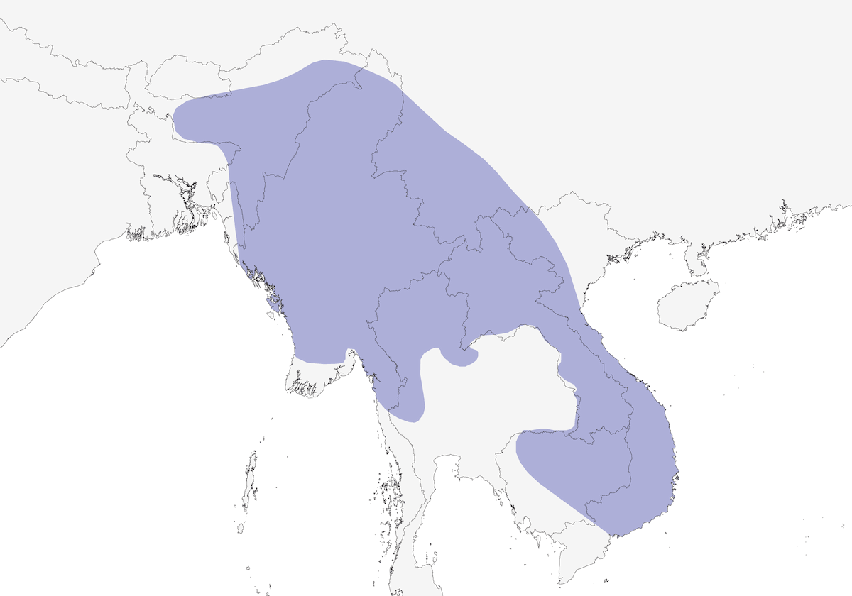 Gray-headed Parakeet, Distribution 1