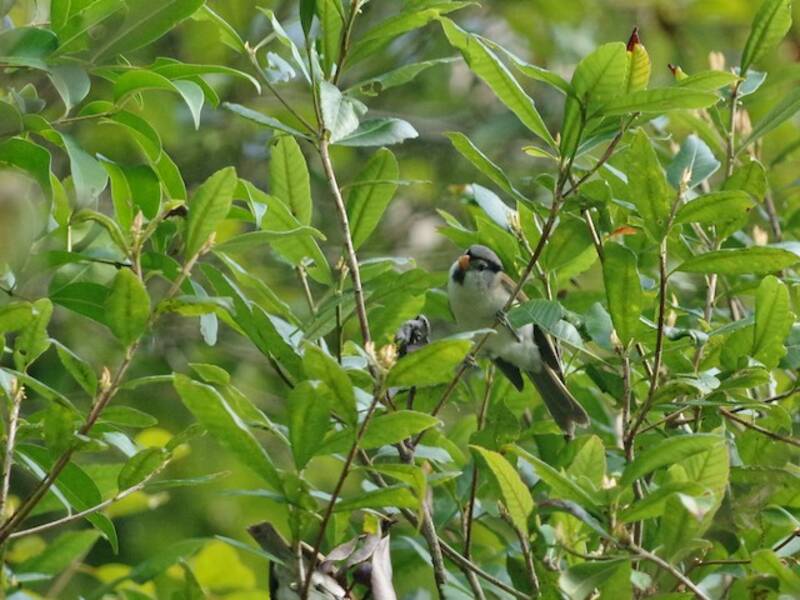 Pico de Loro Cabecigrís