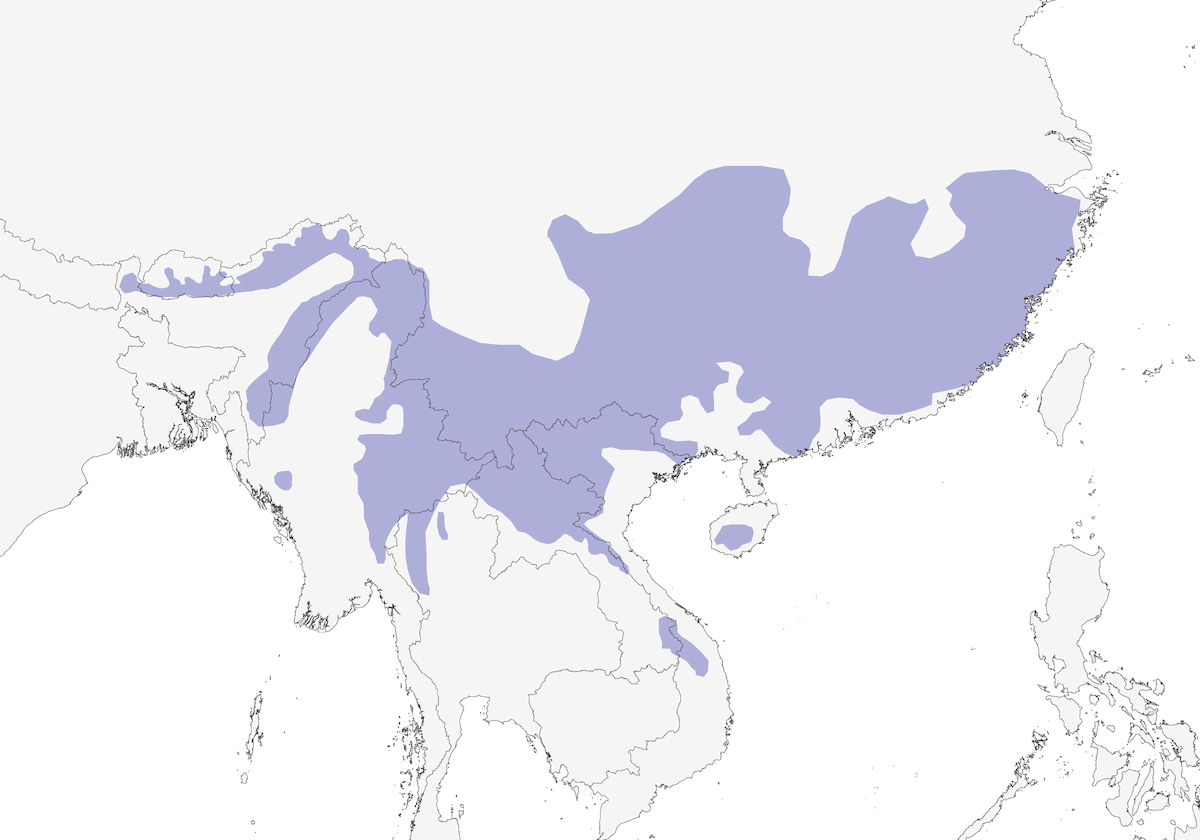 Pico de Loro Cabecigrís, Distribución 1