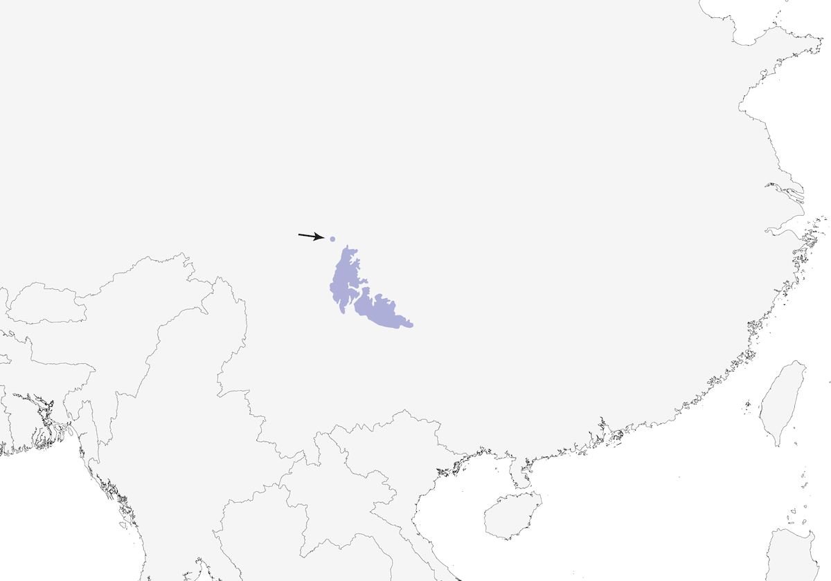 Paradoxornis à tête grise, Distribution 1