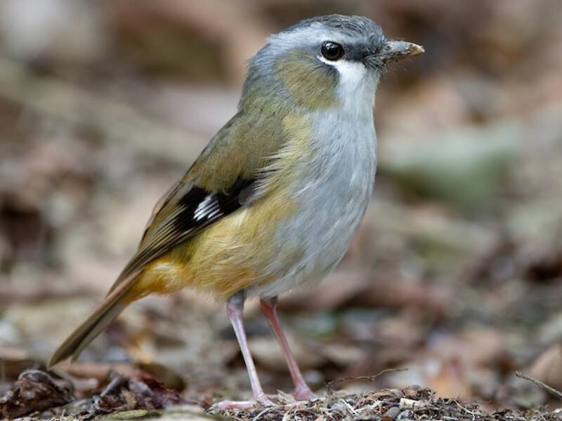 Gray-headed Robin, 照片 3