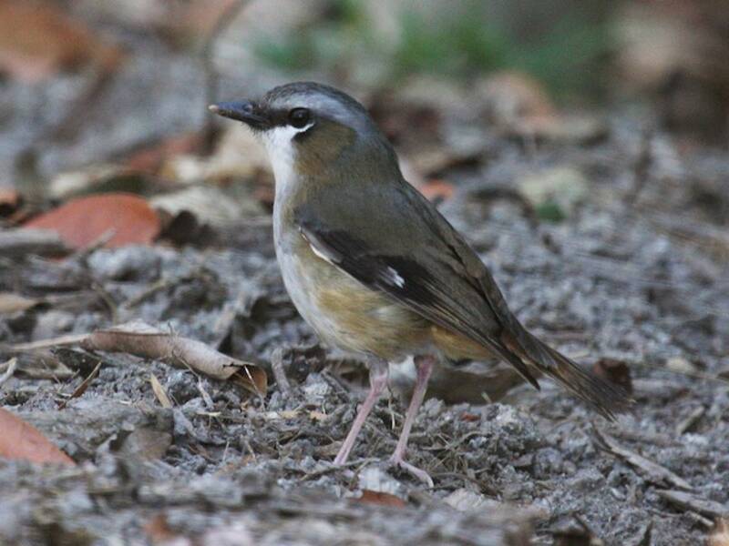 Gray-headed Robin, 照片 4