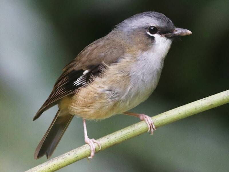 Gray-headed Robin, 照片 2
