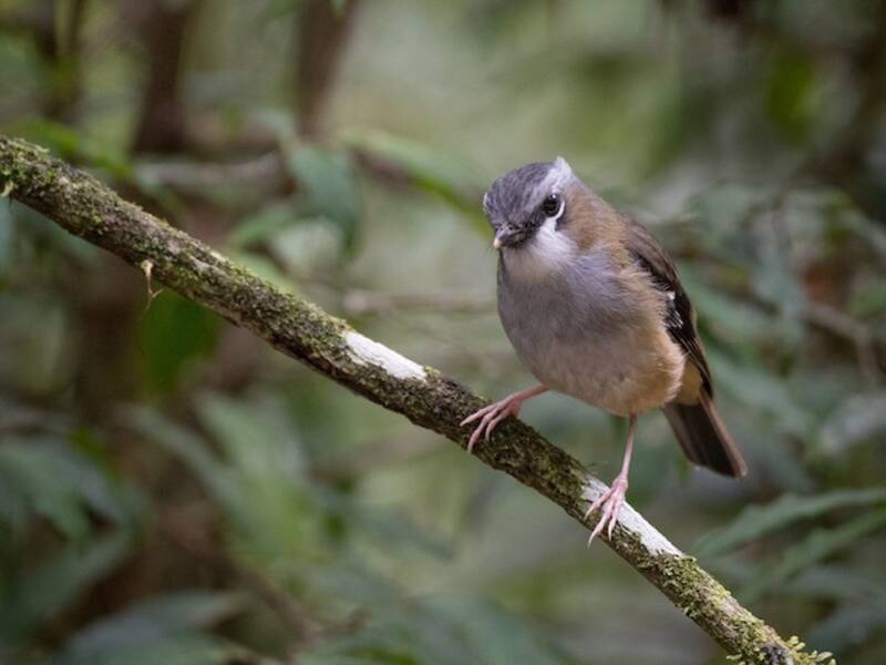 Gray-headed Robin