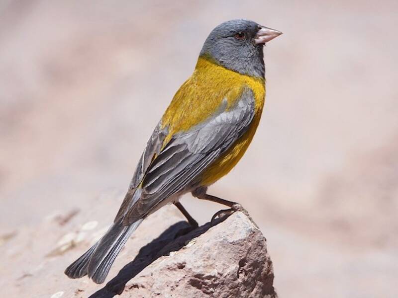 Gray-hooded Sierra Finch, Photos 4