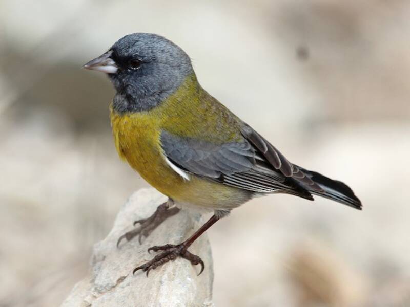 Gray-hooded Sierra Finch, Photos 3