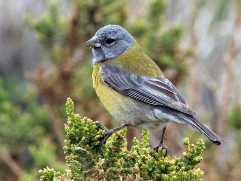 Gray-hooded Sierra Finch, Photos 2