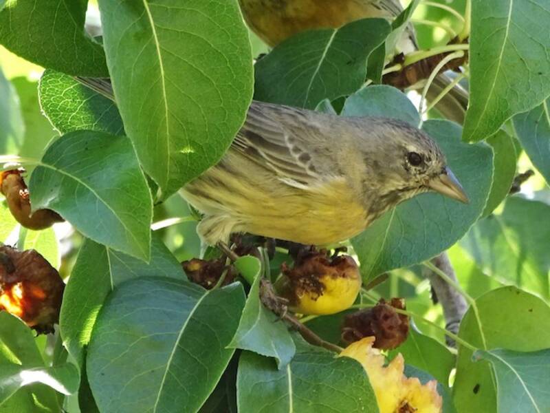 Gray-hooded Sierra Finch, Photos 1