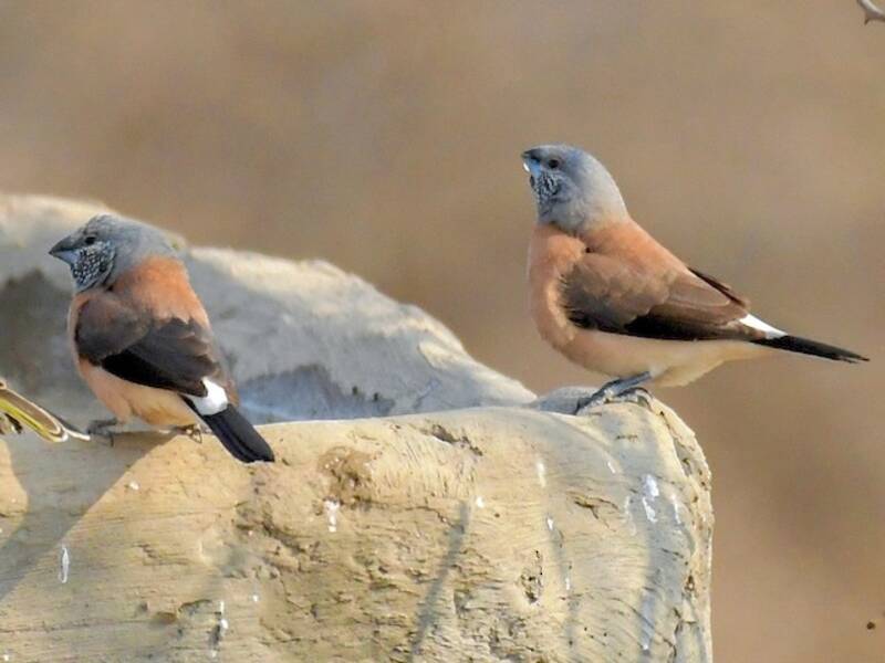 Capucin à tête grise, Spermestes griseicapilla