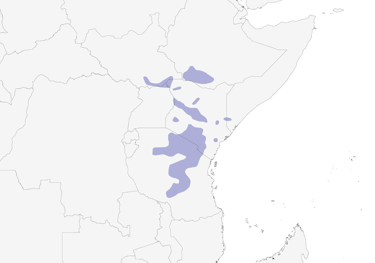 Capucin à tête grise, Distribution 1