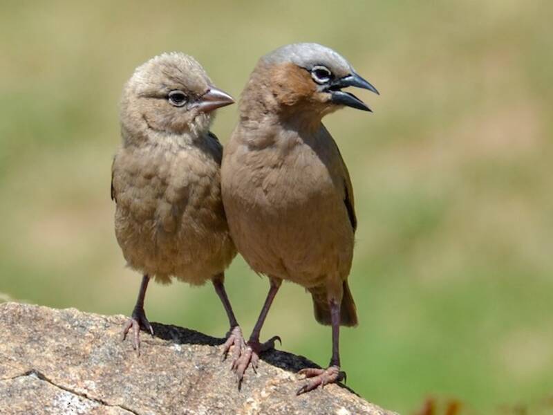 Gray-capped Social-Weaver