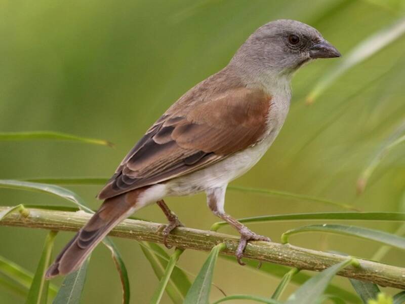 Northern Gray-headed Sparrow