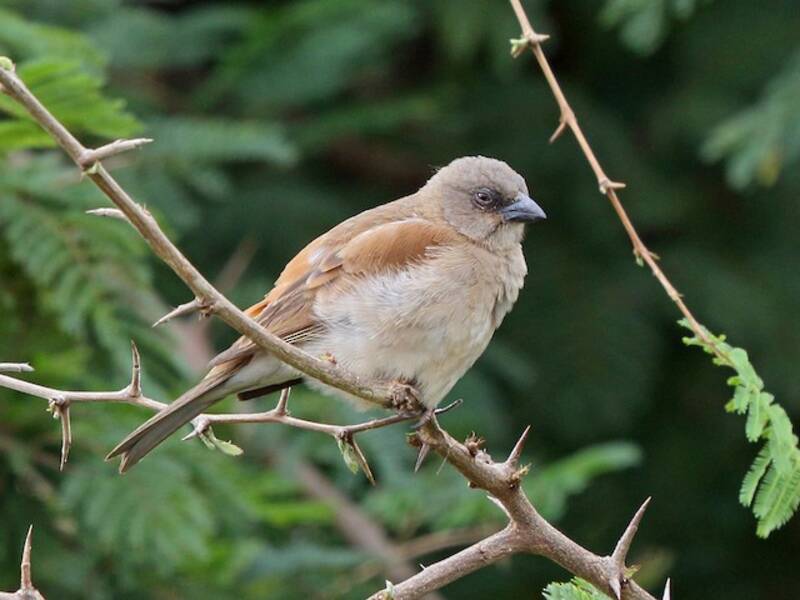 Northern Gray-headed Sparrow, Photos 2