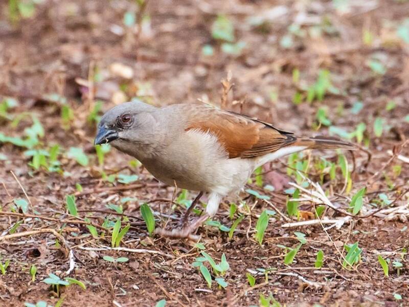 Northern Gray-headed Sparrow, Photos 3