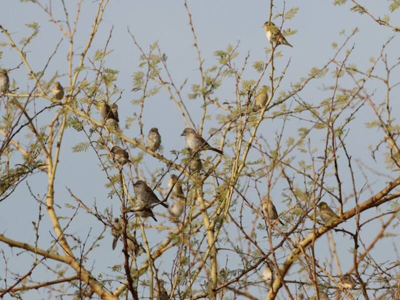 Northern Gray-headed Sparrow, Photos 4