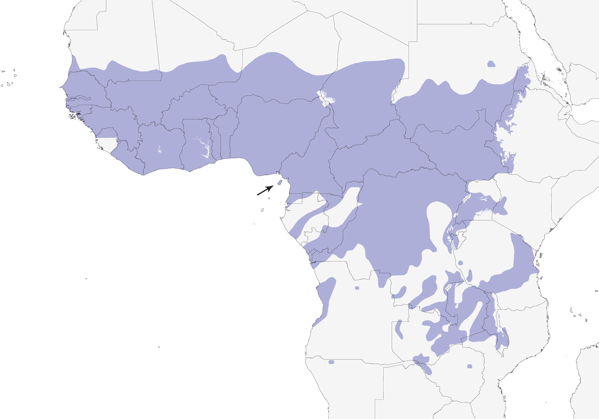 Northern Gray-headed Sparrow, Distribution 1