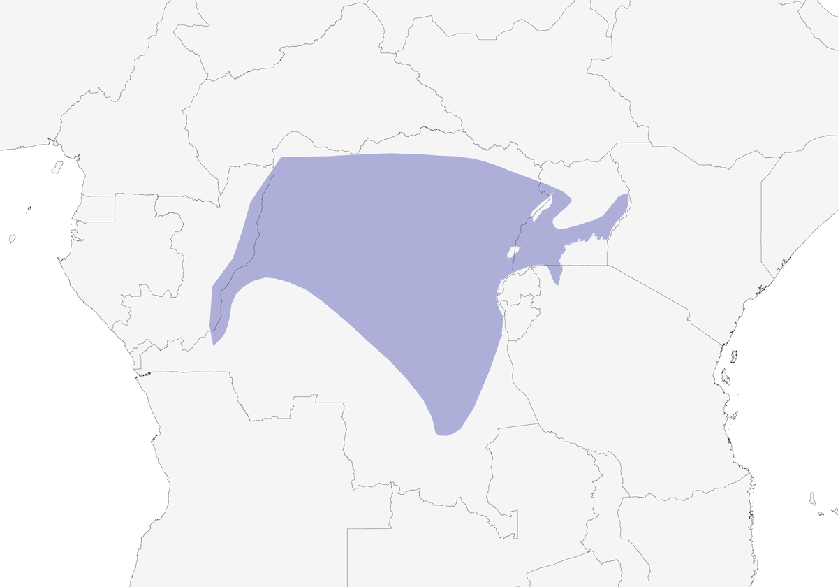 Suimanga Cabecigrís, Distribución 1