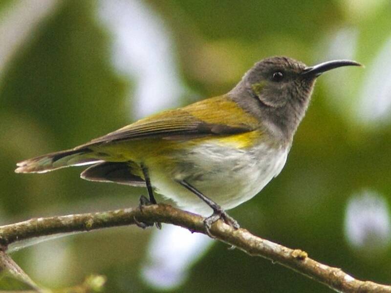 Nettarinia cappuccio grigio