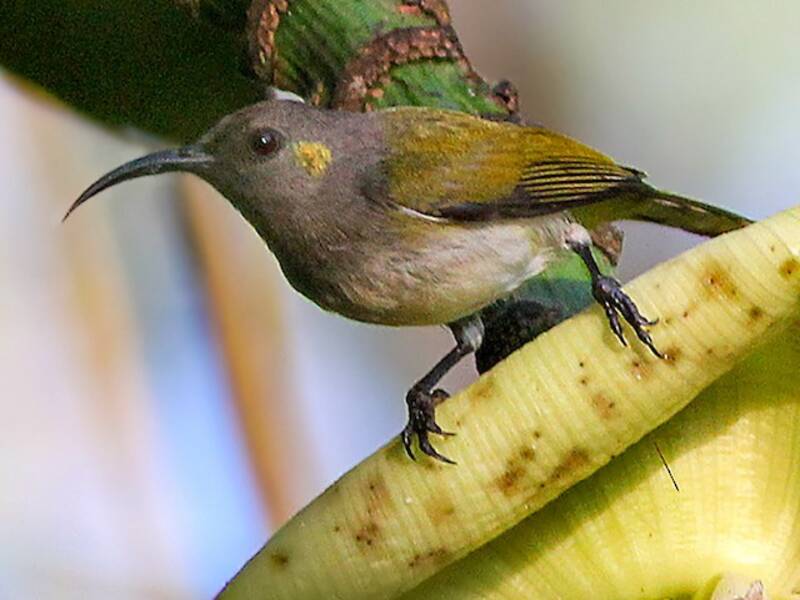Nettarinia cappuccio grigio, Foto 4