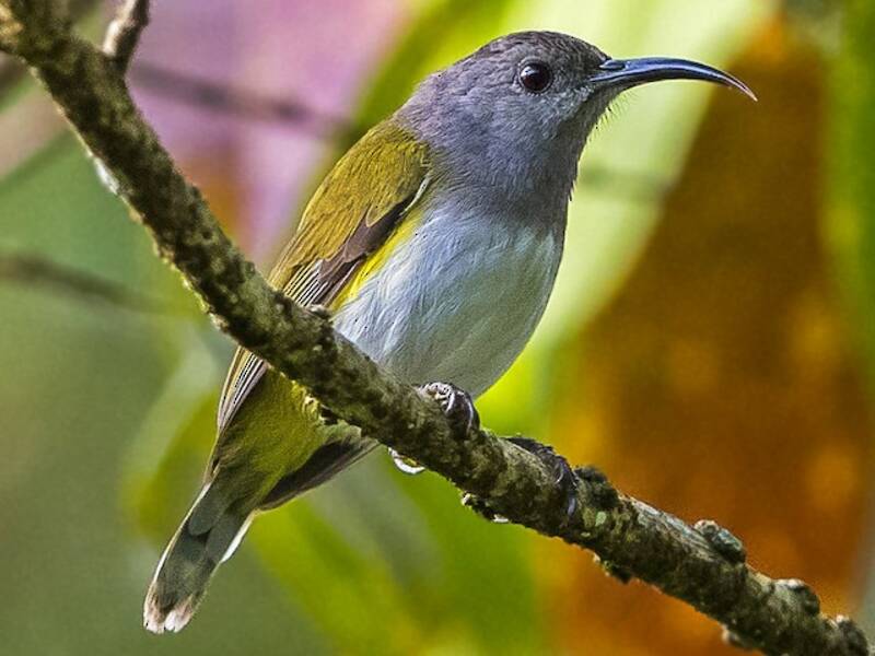 Nettarinia cappuccio grigio, Foto 2