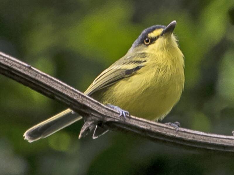 Gray-headed Tody-Flycatcher, 照片 3