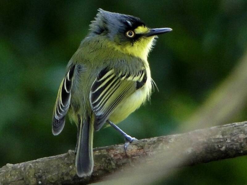 Gray-headed Tody-Flycatcher, 照片 2