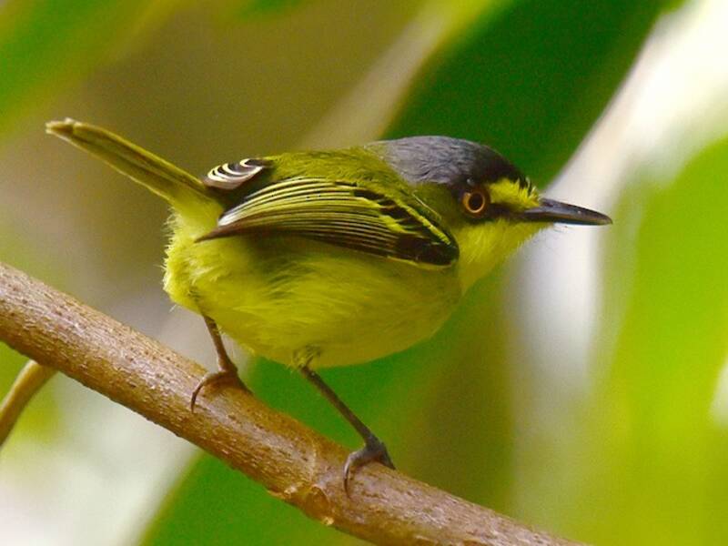 Gray-headed Tody-Flycatcher - Todirostrum poliocephalum
