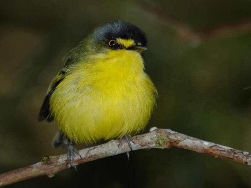 Gray-headed Tody-Flycatcher, 照片 4