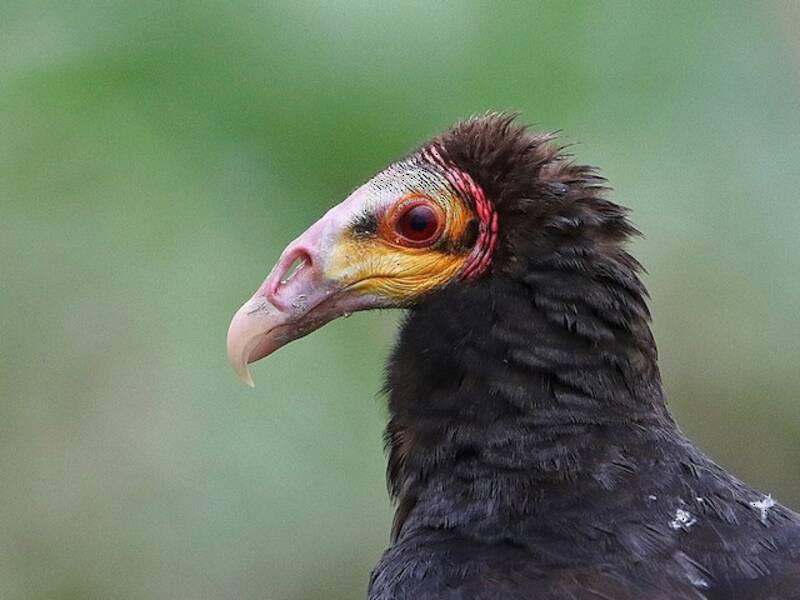Greater Yellow-headed Vulture