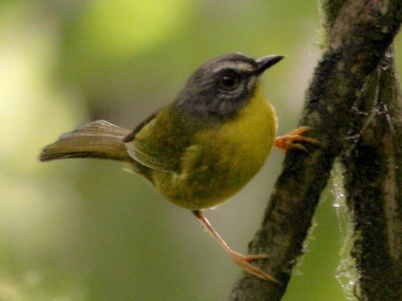 Curruca Cabecigrís, Fotos 3