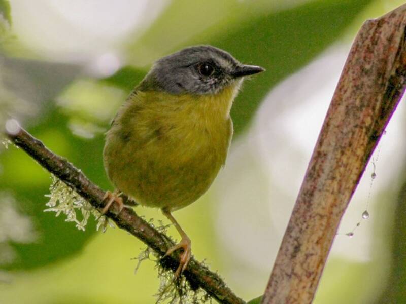 Curruca Cabecigrís, Fotos 4