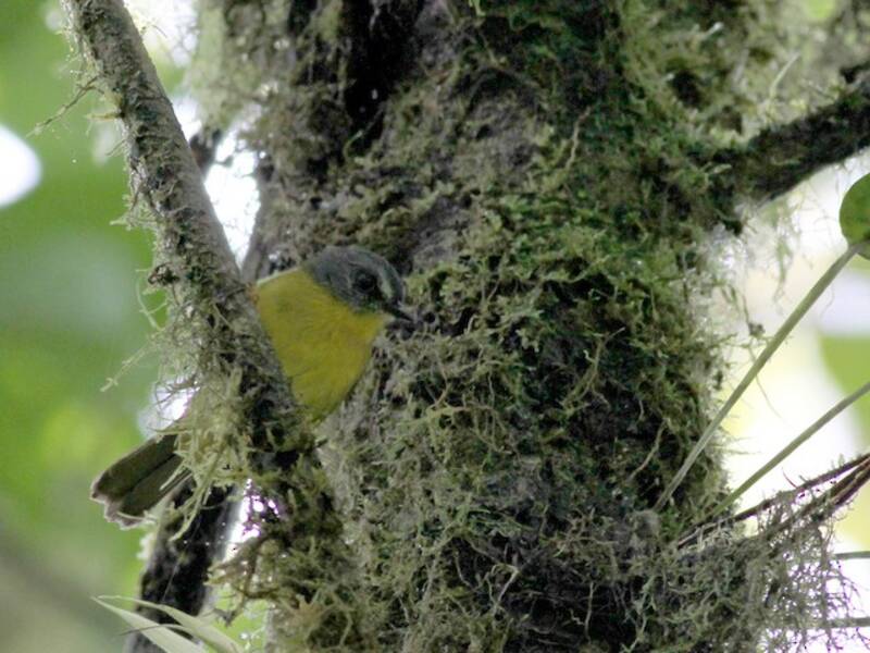 Gray-headed Warbler