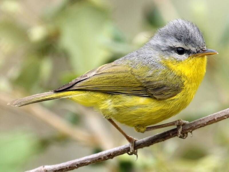 Gray-hooded Warbler, Photos 2