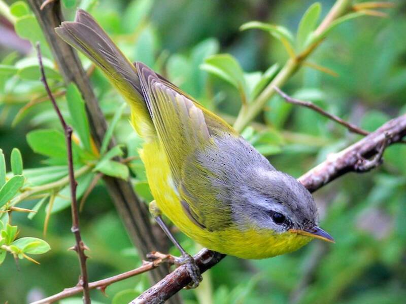 Gray-hooded Warbler, Photos 4